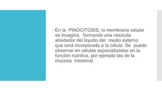  En la PINOCITOSIS, la membrana celular
se invagina, formando una vesícula
alrededor del líquido del medio externo
que será incorporado a la célula. Se puede
observar en células especializadas en la
función nutritiva, por ejemplo las de la
mucosa intestinal.
 