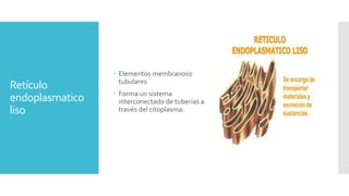 Retículo
endoplasmatico
liso
 Elementos membranoso
tubulares
 Forma un sistema
interconectado de tuberías a
través del citoplasma:
 