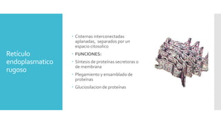 Retículo
endoplasmatico
rugoso
 Cisternas interconectadas
aplanadas, separados por un
espacio citosolico
 FUNCIONES:
 Síntesis de proteínas secretoras o
de membrana
 Plegamiento y ensamblado de
proteínas
 Gluciosilacion de proteínas
 