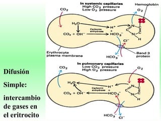 Difusión  Simple: intercambio de gases en el eritrocito 