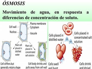 ÓSMOSIS Movimiento de agua, en respuesta a diferencias de concentración de soluto. 