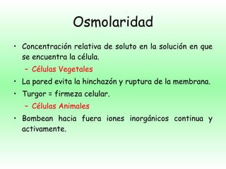 Osmolaridad Concentración relativa de soluto en la solución en que se encuentra la célula. Células Vegetales La pared evita la hinchazón y ruptura de la membrana. Turgor = firmeza celular. Células Animales Bombean hacia fuera iones inorgánicos continua y activamente. 