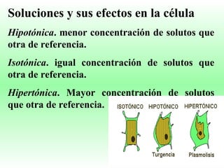 Soluciones y sus efectos en la célula Hipotónica . menor concentración de solutos que otra de referencia. Isotónica . igual concentración de solutos que otra de referencia. Hipertónica . Mayor concentración de solutos que otra de referencia. 