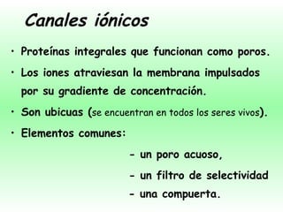 Canales iónicos Proteínas integrales que funcionan como poros. Los iones atraviesan la membrana impulsados por su gradiente de concentración. Son ubicuas ( se encuentran en todos los seres vivos ). Elementos comunes:    - un poro acuoso,    - un filtro de selectividad   - una compuerta. 