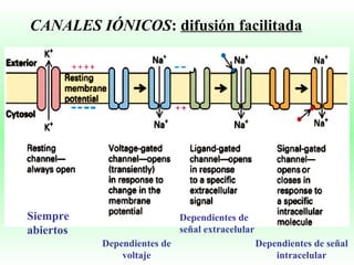 CANALES IÓNICOS :  difusión facilitada Siempre abiertos Dependientes de voltaje Dependientes de señal extracelular Dependientes de señal intracelular 