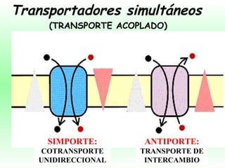 Transportadores simultáneos SIMPORTE:  COTRANSPORTE UNIDIRECCIONAL ANTIPORTE:  TRANSPORTE DE INTERCAMBIO (TRANSPORTE ACOPLADO) 