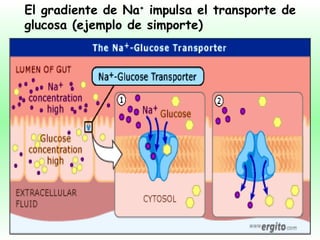 El gradiente de Na +  impulsa el transporte de glucosa  (ejemplo de simporte) 