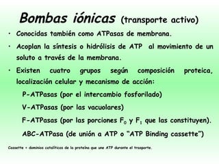 Bombas iónicas   (transporte activo) Conocidas también como ATPasas de membrana. Acoplan la síntesis o hidrólisis de ATP  al movimiento de un soluto a través de la membrana. Existen cuatro grupos según composición proteica, localización celular y mecanismo de acción: P-ATPasas (por el intercambio fosforilado)   V-ATPasas (por las vacuolares)   F-ATPasas (por las porciones F 0  y F 1  que las constituyen).   ABC-ATPasa (de unión a ATP o “ATP Binding cassette”) Cassette = dominios catalíticos de la proteína que une ATP durante el trasporte. 