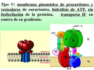 Tipo V :  membrana plasmática de procarióntes y vesiculares  de eucariontes,  hidrólisis de ATP,   sin fosforilación  de la proteína, transporta H +  en contra de su gradiente. 