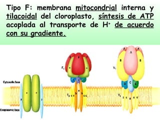 Tipo F: membrana  mitocondrial  interna y  tilacoidal  del cloroplasto,  síntesis de ATP  acoplada al transporte de H +   de acuerdo con su gradiente. 