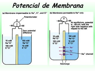 Potencial de Membrana 