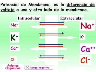 Potencial de Membrana. es la  diferencia de voltaje  a uno y otro lado de la membrana. Intracelular Extracelular Na + Na + K + K + Ca ++ Ca ++ Cl - Cl - Aniones Orgánicos (-)   carga negativa 