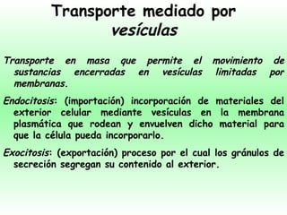 Transporte mediado por  vesículas Transporte en masa que permite el movimiento de sustancias encerradas en vesículas limitadas por membranas. Endocitosis : (importación) incorporación de materiales del exterior celular mediante vesículas en la membrana plasmática que rodean y envuelven dicho material para que la célula pueda incorporarlo. Exocitosis : (exportación) proceso por el cual los gránulos de secreción segregan su contenido al exterior.   