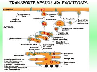 TRANSPORTE VESICULAR: EXOCITOSIS 