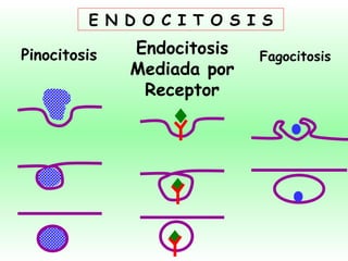 Pinocitosis Endocitosis Mediada por Receptor Fagocitosis E N D O C I T O S I S 