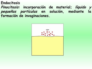 Endocitosis Pinocitosis : incorporación de material;  líquido y pequeñas partículas  en solución, mediante la formación de invaginaciones. 