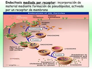 Endocitosis  mediada por receptor :  incorporación de material mediante formación de pseudópodos, activada por un receptor de membrana 