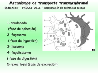 Mecanismos de transporte transmembranal Endocitosis-  FAGOCITOSIS – incorporación de sustancias solidas  1- seudopodo (fase de adhesión) 2- fagosoma  ( fase de ingestión) 3- lisosoma 4- fagolisosoma ( fase de digestión) 5- exocitosis (fase de excreción)  