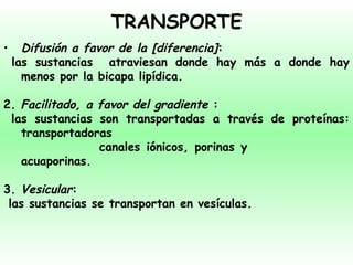 TRANSPORTE Difusión a favor de la [diferencia] : las sustancias  atraviesan donde hay más a donde hay menos por la bicapa lipídica. 2.  Facilitado, a favor del gradiente  : las sustancias son transportadas a través de proteínas: transportadoras   canales iónicos, porinas y    acuaporinas. 3.  Vesicular : las sustancias se transportan en vesículas. 