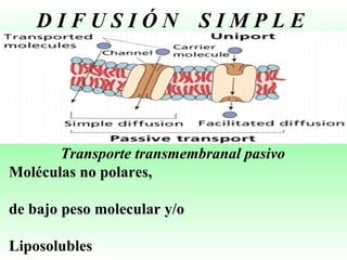 D I F U S I Ó N  S I M P L E Transporte transmembranal pasivo Moléculas no polares, de bajo peso molecular y/o Liposolubles 