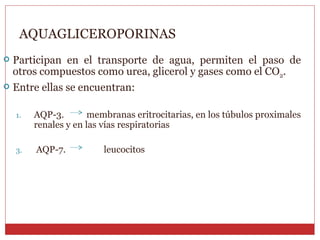 AQUAGLICEROPORINAS Participan en el transporte de agua, permiten el paso de otros compuestos como urea, glicerol y gases como el CO 2 . Entre ellas se encuentran: AQP-3.  membranas eritrocitarias, en los túbulos proximales renales y en las vías respiratorias AQP-7.  leucocitos 