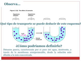 Difusión pasiva, caracterizada por el paso del agua, disolvente, a través de la membrana semipermeable, desde la solución más diluida a la más concentrada. ¿Qué tipo de transporte se puede deducir de este esquema?  ¿Cómo podríamos definirlo? Observa… 