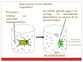Qué ocurre en las células vegetales? Célula en solución hiperosmótica PLASMÓLISIS La célula pierde agua y se arruga, la membrana plasmática se separa de la pared celular Situación 1 H 2 O H 2 0 H 2 O Pared celular Membrana  plasmática 