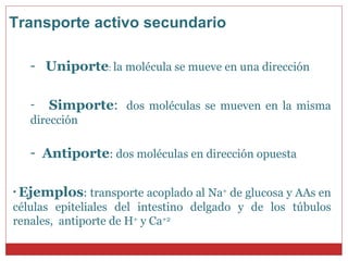 Uniporte :  la molécula se mueve en una dirección Simporte :   dos moléculas se mueven en la misma dirección  Antiporte : dos moléculas en dirección opuesta  Ejemplos : transporte acoplado al Na +  de glucosa y AAs en células epiteliales del intestino delgado y de los túbulos renales,  antiporte de H +  y Ca +2 Transporte activo secundario 