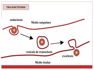 TRANSCITOSIS 