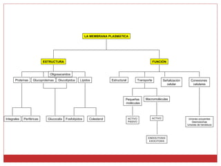 ACTIVO Oligosacaridos ESTRUCTURA FUNCIÓN Lípidos Proteínas Integrales Periféricas Glucoproteínas Glucolípidos Estructural Conexiones  celulares Señalización celular Glucocalix LA MEMBRANA PLASMÁTICA Pequeñas moléculas Uniones ocluyentes Desmosomas Uniones de hendidura Fosfolípidos Colesterol Macromoléculas ACTIVO PASIVO ENDOCITOSIS EXOCITOSIS Transporte 