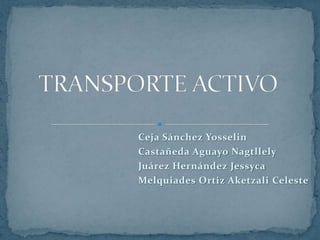 TRANSPORTE ACTIVO Ceja Sánchez Yosselin Castañeda Aguayo Nagtllely Juárez Hernández Jessyca Melquiades Ortiz Aketzali Celeste 