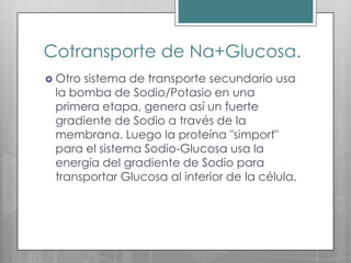 Cotransporte de Na+Glucosa.
 Otrosistema de transporte secundario usa
 la bomba de Sodio/Potasio en una
 primera etapa, genera así un fuerte
 gradiente de Sodio a través de la
 membrana. Luego la proteína "simport"
 para el sistema Sodio-Glucosa usa la
 energía del gradiente de Sodio para
 transportar Glucosa al interior de la célula.
 