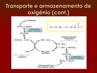 Transporte e armazenamento de oxigénio (cont.) 