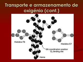 Transporte e armazenamento de oxigénio (cont.) 