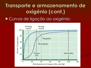 Transporte e armazenamento de oxigénio (cont.) Curvas de ligação ao oxigénio: 