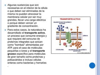  Algunas sustancias que son
necesarias en el interior de la célula
o que deben ser eliminadas de la
misma no pueden atravesar la
membrana celular por ser muy
grandes, llevar una carga eléctrica
o porque deben vencer un
gradiente de concentración.
 Para estos casos, la naturaleza ha
desarrollado el transporte activo,
un proceso que consume energía y
que requiere del concurso de
proteínas integrales que actúan
como "bombas" alimentadas por
ATP, para el caso de moléculas
pequeñas o iones y el transporte
grueso específico para moléculas
de gran tamaño como proteínas y
polisacáridos e incluso células
enteras como bacterias y hematíes
.
 