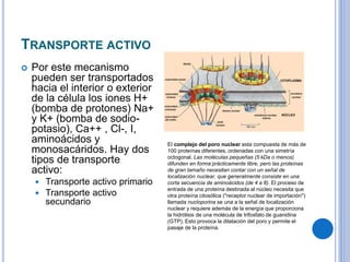 TRANSPORTE ACTIVO
 Por este mecanismo
pueden ser transportados
hacia el interior o exterior
de la célula los iones H+
(bomba de protones) Na+
y K+ (bomba de sodio-
potasio), Ca++ , Cl-, I,
aminoácidos y
monosacáridos. Hay dos
tipos de transporte
activo:
 Transporte activo primario
 Transporte activo
secundario
El complejo del poro nuclear esta compuesta de más de
100 proteínas diferentes, ordenadas con una simetría
octogonal. Las moléculas pequeñas (5 kDa o menos)
difunden en forma prácticamente libre, pero las proteínas
de gran tamaño necesitan contar con un señal de
localización nuclear, que generalmente consiste en una
corta secuencia de aminoácidos (de 4 a 8). El proceso de
entrada de una proteína destinada al núcleo necesita que
otra proteína citosólica ("receptor nuclear de importación")
llamada nucloporina se una a la señal de localización
nuclear y requiere además de la energía que proporciona
la hidrólisis de una molécula de trifosfato de guanidina
(GTP). Esto provoca la dilatación del poro y permite el
pasaje de la proteína.
 