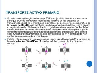 TRANSPORTE ACTIVO PRIMARIO
 En este caso, la energía derivada del ATP empuja directamente a la sustancia
para que cruce la membrana, modificando la forma de las proteínas de
transporte (bomba) de la membrana plasmática. El ejemplo más característico es
la bomba de Na+/K+, que mantiene una baja concentración de Na+ en el citosol
extrayéndolo de la célula en contra de un gradiente de concentración. También
mueve los iones K+ desde el exterior hasta el interior de la célula pese a que la
concentración intracelular de potasio es superior a la extracelular. Esta bomba
debe funcionar constantemente ya que hay pérdidas de K+ y entradas de Na+
por los poros acuosos de la membrana.
 Esta bomba actúa como una enzima que rompe la molécula de ATP y también se
llama bomba Na+/K+-ATPasa. Todas las células poseen cientos de estas
bombas.
 