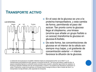 TRANSPORTE ACTIVO
 En el caso de la glucosa se une a la
proteína transportadora, y esta cambia
de forma, permitiendo el paso del
azúcar. Tan pronto como la glucosa
llega al citoplasma, una kinasa
(enzima que añade un grupo fosfato a
un azúcar) transforma la glucosa en
glucosa-6-fosfato.
 De esta forma, las concentraciones de
glucosa en el interior de la célula son
siempre muy bajas, y el gradiente de
concentración exterior --> interior
favorece la difusión de la glucosa.
La absorción de la glucosa en el epitelio intestinal implica el cotransporte de Na+ por el SGLT-1 y el
mantenimiento del gradiente de Na+ gracias a la bomba de Na+/K+. De forma secundaria y salida de Na+ al
espacio basolateral genera la suficiente fuerza osmótica para arrastrar y absorber agua hacia los capilares. la
fructosa se absorbe mediante otro tipo de transportador, el Glut-5, una proteína que atraviesa la membrana 12
veces. Finalmente, el paso de la glucosa y la fructosa hacia la sangre se lleva a cabo a través del Glut-2, un
transportador de baja afinidad y alta capacidad de transporte.
 