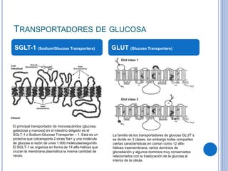 TRANSPORTADORES DE GLUCOSA
SGLT-1 (Sodium/Glucose Transporters) GLUT (Glucose Transporters)
El principal transportador de monosacáridos (glucosa,
galactosa y manosa) en el intestino delgado es el
SGLT-1 o Sodium-Glucose Transporter – 1. Esta es un
proteína que cotransporta 2 iones Na+ y una molécula
de glucosa a razón de unas 1.000 moléculas/segundo.
El SGLT-1 se organiza en forma de 14 alfa-hélices que
cruzan la membrana plasmática la misma cantidad de
veces.
La familia de los transportadores de glucosa GLUT´s
se divide en 3 clases, sin embargo todas comparten
ciertas características en común como 12 alfa-
hélices trasmembrana, varios dominios de
glicosilación y algunos dominios muy conservados
relacionados con la traslocación de la glucosa al
interior de la célula.
 