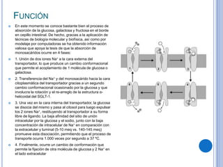 FUNCIÓN
 En este momento se conoce bastante bien el proceso de
absorción de la glucosa, galactosa y fructosa en el borde
en cepillo intestinal. De hecho, gracias a la aplicación de
técnicas de biología molecular y biofísica, así como por
modelaje por computadoras se ha obtenido información
valiosa que apoya la tesis de que la absorción de
monosacáridos ocurre en 4 fases:
 1. Unión de dos iones Na+ a la cara externa del
transportador, lo que produce un cambio conformacional
que permite el acoplamiento de 1 molécula de glucosa o
galactosa.
 2. Transferencia del Na+ y del monosacárido hacia la cara
citoplasmática del transportador gracias a un segundo
cambio conformacional ocasionado por la glucosa y que
involucra la rotación y el re-arreglo de la estructura α-
helicoidal del SGLT-1.
 3. Una vez en la cara interna del transportador, la glucosa
se disocia del mismo y pasa al citosol para luego expulsar
los 2 iones Na+, restituyendo al transportador a su forma
libre de ligando. La baja afinidad del sitio de unión
intracelular por la glucosa y el sodio, junto con la baja
concentración de intracelular de Na+ en comparación con
la extracelular y luminal (5-10 meq vs. 140-145 meq)
promueve esta disociación, permitiendo que el proceso de
transporte ocurra 1.000 veces por segundo a 37 ºC.
 4. Finalmente, ocurre un cambio de conformación que
permite la fijación de otra molécula de glucosa y 2 Na+ en
el lado extracelular
 