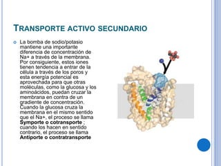 TRANSPORTE ACTIVO SECUNDARIO
 La bomba de sodio/potasio
mantiene una importante
diferencia de concentración de
Na+ a través de la membrana.
Por consiguiente, estos iones
tienen tendencia a entrar de la
célula a través de los poros y
esta energía potencial es
aprovechada para que otras
moléculas, como la glucosa y los
aminoácidos, puedan cruzar la
membrana en contra de un
gradiente de concentración.
Cuando la glucosa cruza la
membrana en el mismo sentido
que el Na+, el proceso se llama
Symporte o cotransporte ;
cuando los hacen en sentido
contrario, el proceso se llama
Antiporte o contratransporte
 