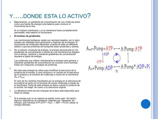 Y…..DONDE ESTA LO ACTIVO?
 Básicamente, un gradiente de concentración de una molécula actúa
como una fuente de energía (una batería) para conducir el
movimiento de la otra.
Si no hubiera membrana, o si la membrana fuera completamente
permeable, esta batería no funcionaria.
 El bombeo de gradientes
Las membranas biológicas reales son semipermeables, por lo tanto
pueden ser utilizadas para almacenar y disponer de la energía. El
movimiento de moléculas diferentes a través de ellas es diferente,
debido a que las proteínas de transporte están presentes y activas.
 Sin la adición constante de energía, la energía almacenada en los
gradientes de concentración a través de una membrana se disipará
con el tiempo. Generar y mantener gradientes de concentración
requiere el gasto de energía.
Las moléculas que utilizan directamente la energía para generar o
mantener gradientes de concentración se conocen como bombas.
Estas son máquinas complejas de proteínas.

No toda esta energía se utiliza para modificar la estructura de la
proteína de la bomba, lo que conduce a un cambio en la estructura
de la proteína y el bombeo de moléculas a través de la membrana
(Ain a Aout).
El ciclo de los cambios impulsados por la energía en la estructura de
la proteína se junta con el proceso de mover moléculas a través de
la membrana. Parte de esta energía se libera cuando la proteína de
la bomba "se relaja" de nuevo a su estructura original.
 La diferencia entre las dos energías de enlace está disponible para
hacer el trabajo.

Si la energía que no se captura se pierde como calor. De hecho,
algunos organismos se mantienen calientes por "desgaste" de
energía, que hidroliza ATP (ATP + H2O → ADP + Pi) sin utilizar la
energía liberada.
 