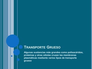 TRANSPORTE GRUESO
Algunas sustancias más grandes como polisacáridos,
proteínas y otras células cruzan las membranas
plasmáticas mediante varios tipos de transporte
grueso
 