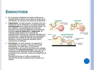 ENDOCITOSIS
 Es el proceso mediante el cual la sustancia es
transportada al interior de la célula a través de la
membrana. Se conocen tres tipos de endocitosis:
 Fagocitosis: en este proceso, la célula crea una
proyección de la membrana y el citosol llamadas
pseudopodos que rodean la partícula sólida. Una
vez rodeada, los pseudopodos se fusionan
formando una vesícula alrededor de la partícula
llamada vesícula fagocítica o fagosoma. El
material sólido dentro de la vesícula es
seguidamente digerido por enzimas liberadas por
los lisosomas. Los glóbulos blancos constituyen el
ejemplo más notable de células que fagocitan
bacterias y otras sustancias extrañas como
mecanismo de defensa
 Pinocitosis: en este proceso, la sustancia a
transportar es una gota o vesícula de líquido
extracelular. En este caso, no se forman
pseudópodos, sino que la membrana se repliega
creando una vesícula pinocítica. Una vez que el
contenido de la vesícula ha sido procesado, la
membrana de la vesícula vuelve a la superficie de
la célula.
De esta forma hay un tráfico constante de
membranas entre la superficie de la célula y su
interior.
 