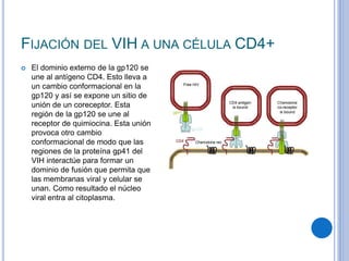 FIJACIÓN DEL VIH A UNA CÉLULA CD4+
 El dominio externo de la gp120 se
une al antígeno CD4. Esto lleva a
un cambio conformacional en la
gp120 y así se expone un sitio de
unión de un coreceptor. Esta
región de la gp120 se une al
receptor de quimiocina. Esta unión
provoca otro cambio
conformacional de modo que las
regiones de la proteína gp41 del
VIH interactúe para formar un
dominio de fusión que permita que
las membranas viral y celular se
unan. Como resultado el núcleo
viral entra al citoplasma.
 