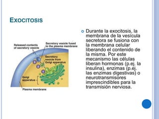 EXOCITOSIS
 Durante la exocitosis, la
membrana de la vesícula
secretora se fusiona con
la membrana celular
liberando el contenido de
la misma. Por este
mecanismo las células
liberan hormonas (p.ej. la
insulina), enzimas (p.ej.
las enzimas digestivas) o
neurotransmisores
imprescindibles para la
transmisión nerviosa.
 