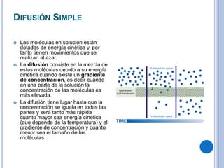 DIFUSIÓN SIMPLE
 Las moléculas en solución están
dotadas de energía cinética y, por
tanto tienen movimientos que se
realizan al azar.
 La difusión consiste en la mezcla de
estas moléculas debido a su energía
cinética cuando existe un gradiente
de concentración, es decir cuando
en una parte de la solución la
concentración de las moléculas es
más elevada.
 La difusión tiene lugar hasta que la
concentración se iguala en todas las
partes y será tanto más rápida
cuanto mayor sea energía cinética
(que depende de la temperatura) y el
gradiente de concentración y cuanto
menor sea el tamaño de las
moléculas.
 
