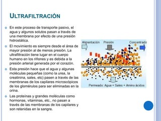 ULTRAFILTRACIÓN
 En este proceso de transporte pasivo, el
agua y algunos solutos pasan a través de
una membrana por efecto de una presión
hidrostática.
 El movimiento es siempre desde el área de
mayor presión al de menos presión. La
ultrafiltración tiene lugar en el cuerpo
humano en los riñones y es debida a la
presión arterial generada por el corazón.
 Esta presión hace que el agua y algunas
moléculas pequeñas (como la urea, la
creatinina, sales, etc) pasen a través de las
membranas de los capilares microscópicos
de los glomérulos para ser eliminadas en la
orina.
 Las proteínas y grandes moléculas como
hormonas, vitaminas, etc., no pasan a
través de las membranas de los capilares y
son retenidas en la sangre.
 