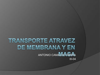 TRANSPORTE ATRAVEZ DE MEMBRANA Y EN MASA ANTONIO CAMACHO PARRA III-04 